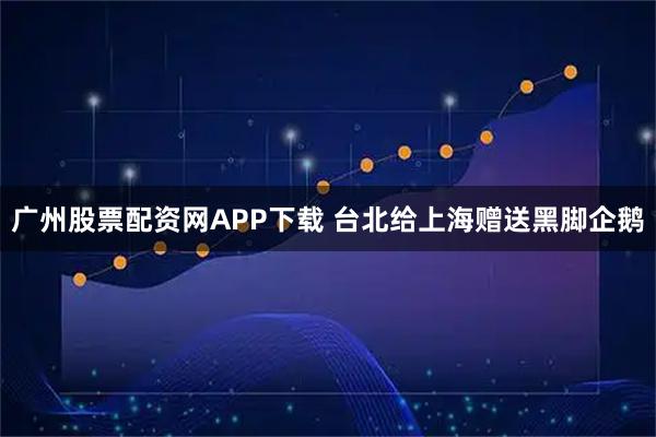 广州股票配资网APP下载 台北给上海赠送黑脚企鹅